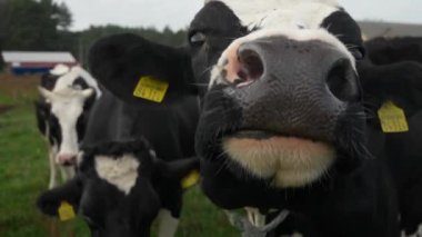 Kulağında sığır etiketi olan bir inek ıslak bir burunla dikkatli ve ürkek bir şekilde kokluyor, merak ve ilgi dolu, dikkatli bir bakışla izliyor. Bir çiftlikte mandıracılık ve otlayan inekler..