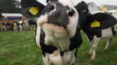 Kulağında sığır etiketi olan bir inek ıslak bir burunla dikkatli ve ürkek bir şekilde kokluyor, merak ve ilgi dolu, dikkatli bir bakışla izliyor. Bir çiftlikte mandıracılık ve otlayan inekler..