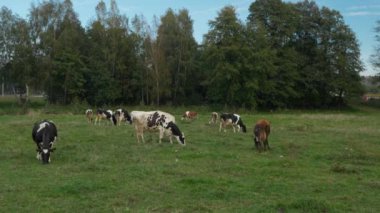 Bir çayırda otlayan inek sürüsü. Bir çiftlik hayvanının otlağında otlayan sığırlar. Tarım alanında sığır yetiştiriciliği. Süt inekleri otları dudaklarıyla ısırarak yerler..