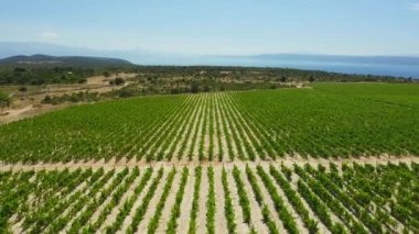 Brac adasının üzüm ekiminin yamaçlarında sıralanmış asmalar, dağlar ve denizle çevrili. Hırvatistan 'ın sıcak ikliminde taşlı kireçtaşı toprağında üzüm yetiştirme