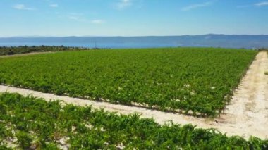 Brac adasının üzüm ekiminin yamaçlarında sıralanmış asmalar, dağlar ve denizle çevrili. Hırvatistan 'ın sıcak ikliminde taşlı kireçtaşı toprağında üzüm yetiştirme