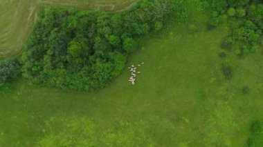 Küçük bir koyun sürüsü bir çayırda otluyor. Çiftlik hayvanları açık bir yaz gününde kırsal bir çayırda ot yiyorlar. Ot yapmak ve otlamak için tarım arazisi.