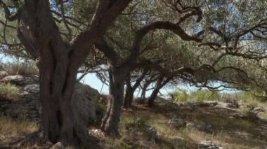 Dağın eteklerindeki teraslarda dikilmiş bir zeytin koruluğu. Bereketli iklimi ve kayalık verimsiz toprağı olan dağlardaki çiftliklerde zeytin yetiştiriciliği..