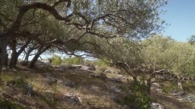 Dağın eteklerindeki teraslarda dikilmiş bir zeytin koruluğu. Bereketli iklimi ve kayalık verimsiz toprağı olan dağlardaki çiftliklerde zeytin yetiştiriciliği..