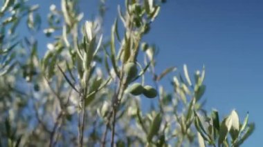 Yeşil zeytinler, elverişli bir iklimde zeytin ağacının dallarında olgunlaşır. Olgunlaşmamış meyve ve yapraklarla dolu zeytin dalları açık gökyüzüne karşı. Tarımda zeytin yetişiyor.