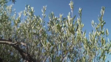 Yeşil zeytinler, elverişli bir iklimde zeytin ağacının dallarında olgunlaşır. Olgunlaşmamış meyve ve yapraklarla dolu zeytin dalları açık gökyüzüne karşı. Tarımda zeytin yetişiyor.