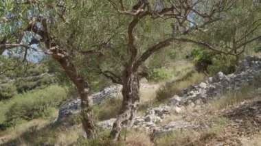 Dağın eteklerindeki teraslarda dikilmiş bir zeytin koruluğu. Bereketli iklimi ve kayalık verimsiz toprağı olan dağlardaki çiftliklerde zeytin yetiştiriciliği..