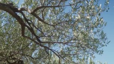 Yeşil zeytinler, elverişli bir iklimde zeytin ağacının dallarında olgunlaşır. Olgunlaşmamış meyve ve yapraklarla dolu zeytin dalları açık gökyüzüne karşı. Tarımda zeytin yetişiyor.