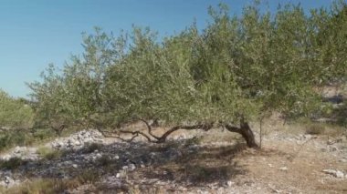 Dağın eteklerindeki teraslarda dikilmiş bir zeytin koruluğu. Bereketli iklimi ve kayalık verimsiz toprağı olan dağlardaki çiftliklerde zeytin yetiştiriciliği..