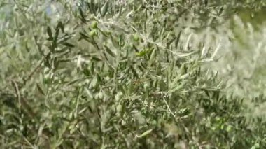 Yeşil zeytinler, elverişli bir iklimde zeytin ağacının dallarında olgunlaşır. Olgunlaşmamış meyve ve yapraklarla dolu zeytin dalları açık gökyüzüne karşı. Tarımda zeytin yetişiyor.