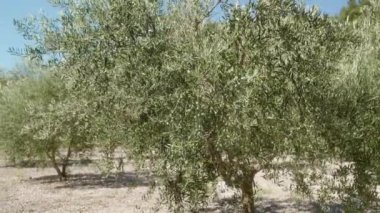 Bir zeytin ağacı koruluğu. Güneşli bir iklimde zeytin ağacının dallarında olgunlaşan yeşil zeytinler. Tarım sektöründe zeytin yetiştirmek dağlık alanlarda kayalık topraklarla tarlalarda.