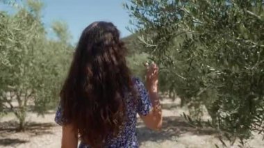 Bir kadın zeytin koruluğunda yürüyor, yeşil zeytinleri, dalları ve ağaçlardaki yaprakları inceliyor. Zeytin ağaçları bir çiftlikteki kayalık topraklarda yetişir. Tarım sektöründe zeytin yetiştirme.