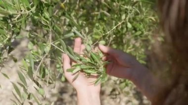 Kadın zeytin fidanlarının dallarındaki yeşil zeytinleri ve yaprakları tutuyor ve inceliyor. Zeytin ağaçlarının bakımı ve bitki sağlığının bakımı. Tarım sektöründe zeytin yetiştirme.