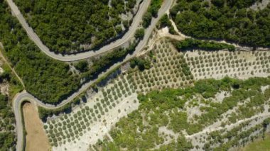 Zeytin ağaçlarının sıraları kayalık topraklı bir zeytin fidanlığına dikilmiş. Ev yağı üretimi için yeşil zeytin ekimi. İklimi elverişli bir dağ vadisinde bir zeytinlik..