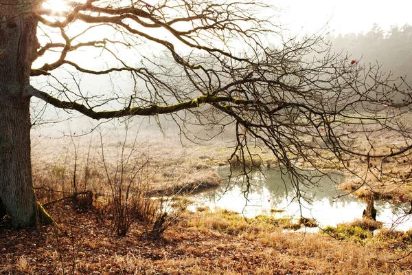 gizemli sisli bataklık manzarası