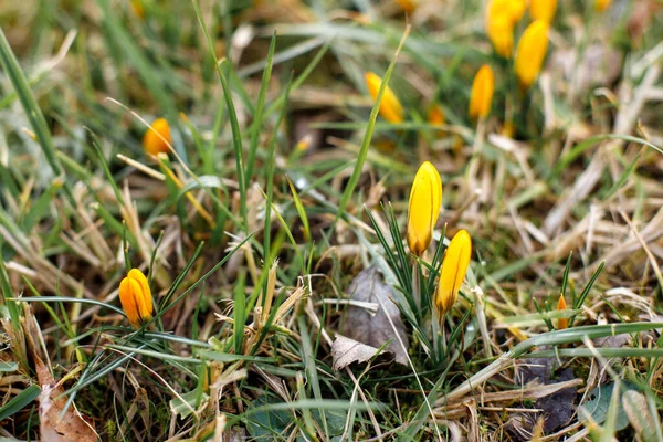 冬季特写后的黄色春花 — 图库照片