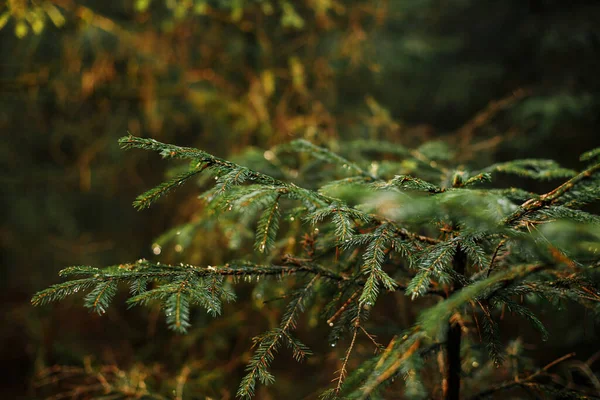 Κοντινό Πλάνο Των Βρεγμένων Βροχή Evergreen Branches Στο Backlight — Φωτογραφία Αρχείου