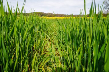 Yeşil Çimen Sahasının Yakın Çekimi: Doğanın Detaylı Güzelliği