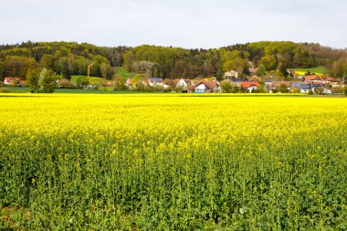 Arka planda bir Avrupa Köyü ile Çiçekli Tecavüz Tohumu Alanı