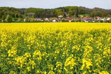Avrupa 'da İlkbahar: Çiçek açan bir Tecavüz Tohumu Tarlası ve Bir Antika Köyü