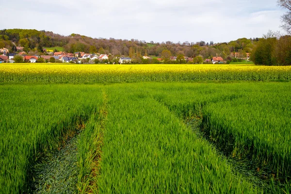 背景には菜種畑とバイエルン村のある緑の草原 — ストック写真