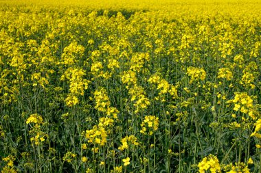 Çiçek açan kanola çiçeklerinin Macro Görünümü