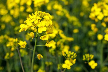 Altın Tarlalar: Kırsal bölgede açan Tecavüz Tohumu 'nun Huzurlu Görünümü