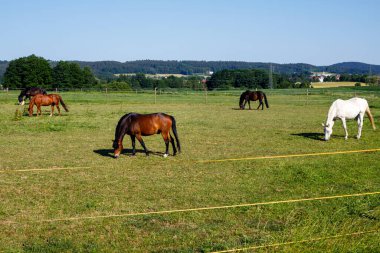 bir padok otlayan atlar