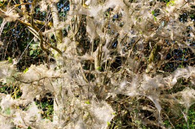 Küçük örümcek maytları Tetranychus urticae Tetranychidae (kırmızı örümcek maytı veya iki benekli örümcek maytı). Üretim yapan bir ağ ile kaplı..