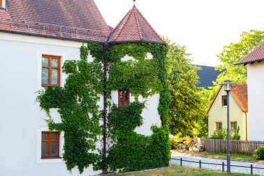 Sarmaşık beyaz duvarda