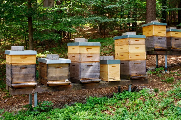 stock image Bee apiary in the forest, the houses of bees honey, bee farm.