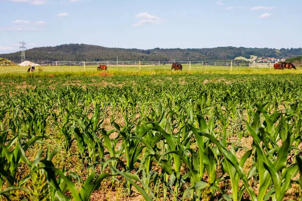 Landscape Ripening Corn Backdrop Grazing Horses Green Hills — Stock Photo, Image