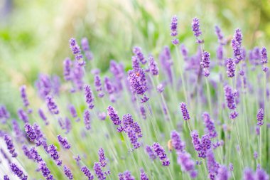Lavanta çiçeği yazın yakın planda olur..