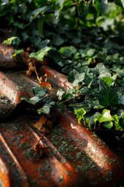 Ivy kırmızı kil çatılı eski bir ev cephesi Vintage arka planı