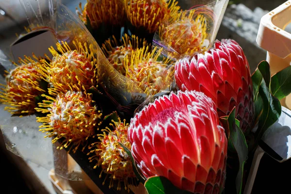 protea ve Leucospermum piyasada