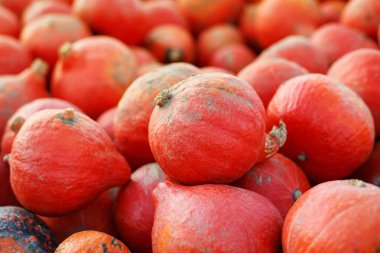 Parlak turuncu balkabağı grubu.