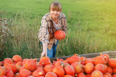 Kabak sıralarının yanında gülümseyen kadın portresi ve sonbahar mevsiminde çiftlikte kabak tarlasından balkabağı seçimi.