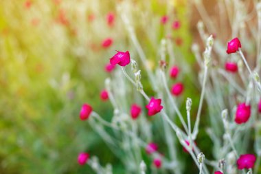 yakın plan bulanık parlak pembe kır çiçekleri