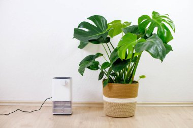 Beyaz nemlendirici bir sonraki canavar bitkisi. Nemlendirme, iyonlaşma ve hava arındırma. Sağlık hizmeti kavramı.