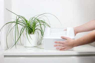 Eve nem giderici yerleştiren bir kadının yakın plan çekimi. Küf, hava nemi.