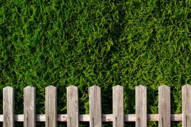 Ahşap çitin üzerindeki sık yeşil çalıların arkaplanı