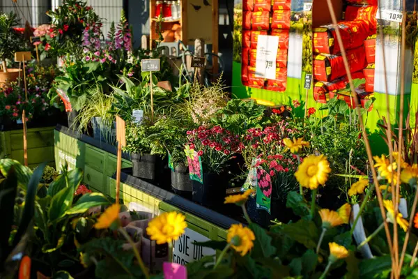 garden flower market. seedlings and flowers in pots for sale