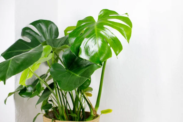 Monstera deliciosa or Swiss Cheese Plant in pot , home gardening and connecting with nature