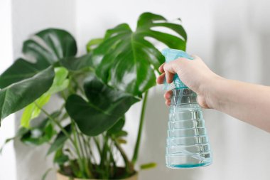 Monstera bitkilerine el spreyi sıkmak. Evde ısıtma mevsimi boyunca tropikal bitkilerin nemlendirici yaprakları. Evde yeşillik var. Çevre dostu bir hayat. Bitkilerle ilgilenmek, hobi.