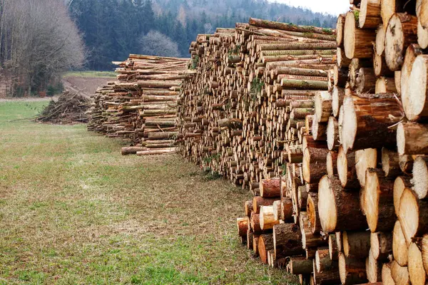 felled forest, logs from a lumberjack in the field