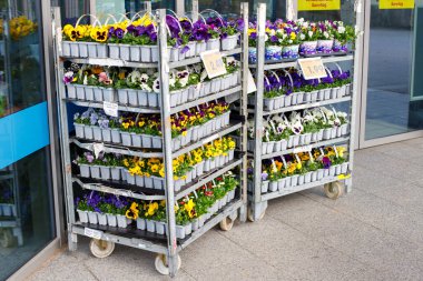 Çiçekçi dükkanının dışındaki çiçek ve bitkiler. Almanya Seubersdorf 17.03.2024