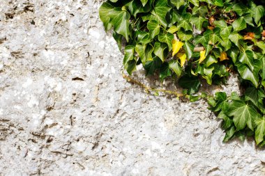 Kabartmalı taş duvar arkaplanındaki sarmaşık