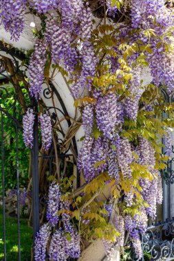 Wisteria Sinensis bahçenin girişinde çiçek açar. Bahçıvanlık. Büyüyen Wisteria Sinensis