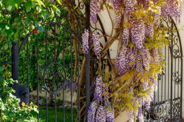 Wisteria Sinensis bahçenin girişinde çiçek açar..