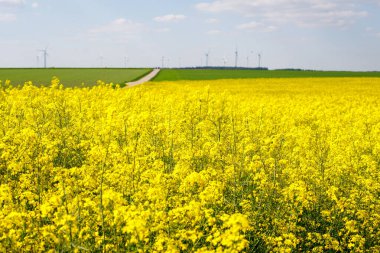 Mavi gökyüzüne karşı çiçek açan kolza tohumu tarlasının yaz manzarası.